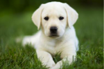 Volunteer Puppy Love: Raising a Service Dog