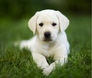 White labrador puppy