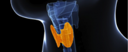 What Everyone 50+ Should Know About Their Thyroid