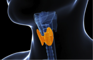 Thyroid50Plus
